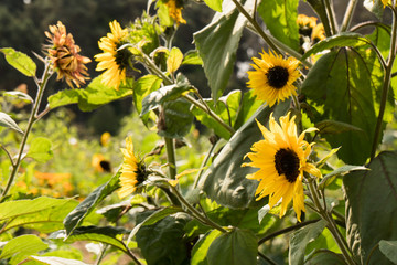 Flowers growing on a small organic farm in Northern California