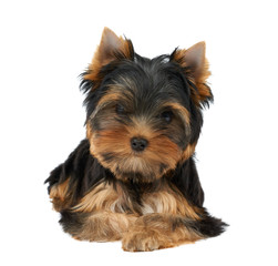 Puppy looking to the camera