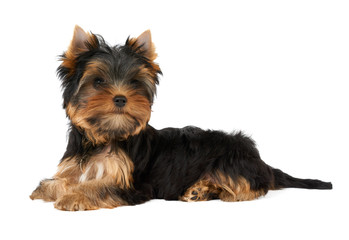 One cute puppy on white