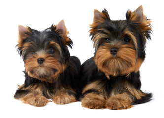 Two cute puppies
