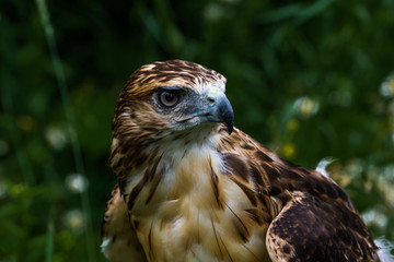 Red Tailed Hawk