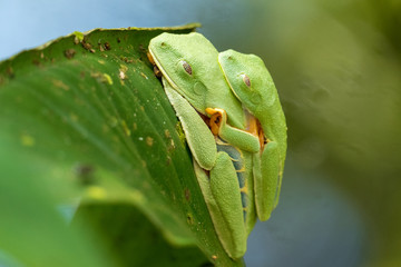 Red eyed tree frog in Costa Rica by day