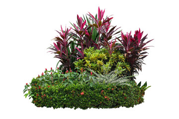 Tropical landscaping garden shrub with various types of plants, bush of foliage (cordyline,...
