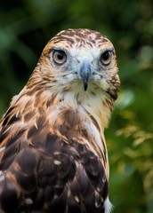 Red Tailed Hawk