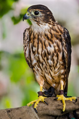 American Merlin Falcon
