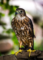 American Merlin Falcon