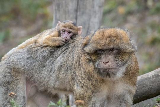 Affe mit Baby auf dem Rücken