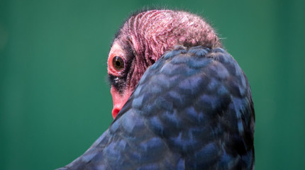 Amrican Turkey Vulture