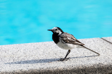 Bachstelze beim Schwimmbad