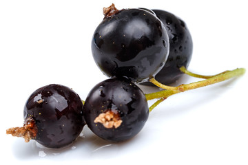 Black currant on white