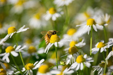 Bee on Matricaria chamomilla - obrazy, fototapety, plakaty