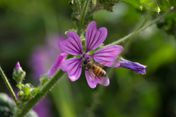 Bee on Malva Flowers