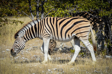 Steppenzebra