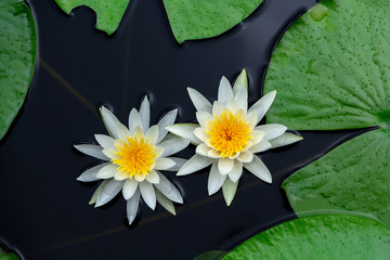 American white water lily (Nymphaea odorata), two flowers floating on water with lily pads - Long Key Natural Area, Davie, Florida, USA