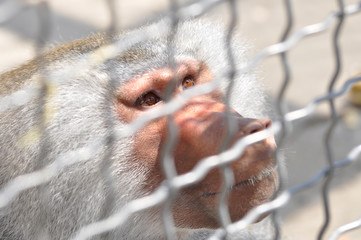 Monkey gazing out of the cage