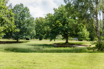 summer, beautiful green landscape in the park; All around there is a green, visible pond and large trees all around