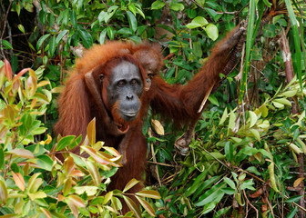 Close-up of an orangutan with cub surrounded by lush foliage in the tropical rainforest - Location: Indonesia, Borneo © Ralf Lehmann