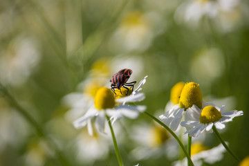 Graphosoma italicum on Matricaria chamomilla