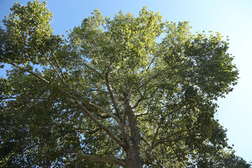 arbre
