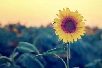 Crédence de cuisine en verre imprimé Tournesol Sunflower in a field at sunset