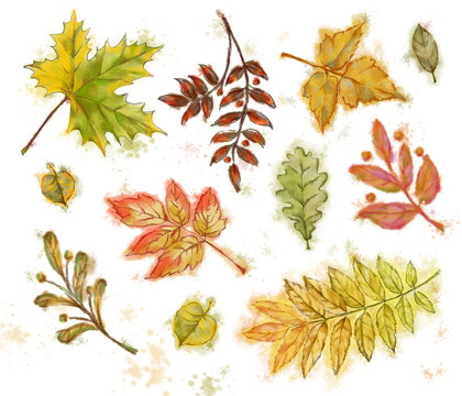 Autumn Leaves Collection Isolated on White Background.  Set of Deciduous Trees Leaves for Creative Decoration, Design etc.