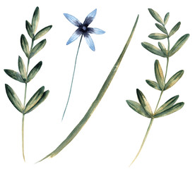 Set with wildflowers. Isolated on white background. 