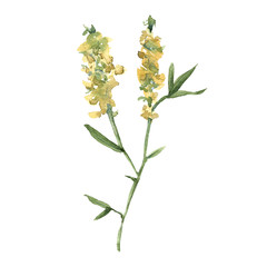 Wildflowers. Isolated on white background. 