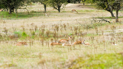 Rehe und Hirsche