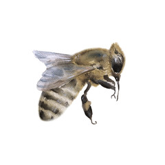 Bee. Isolated on white background. Watercolor illustratio