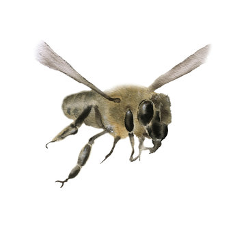 Bee. Isolated on white background. Watercolor illustratio