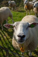 Naklejka na ściany i meble Sheeps grazing in the Netherlands