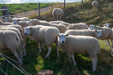 Sheeps grazing in the Netherlands