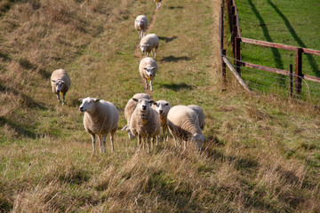 Sheeps grazing in the Netherlands
