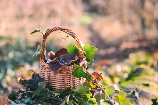 Still life with auricularia mushrooms and ivy in the basket, natural seasonal outdoor background. Image with soft focus