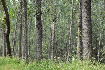Silent aspen forest