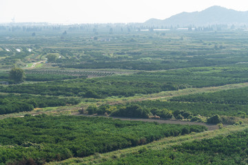 Fototapeta premium Top view of agricultural land. Valley of fields and fruit farms with irrigation system
