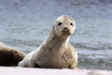 Robbe mit langgestrecktem Hals
