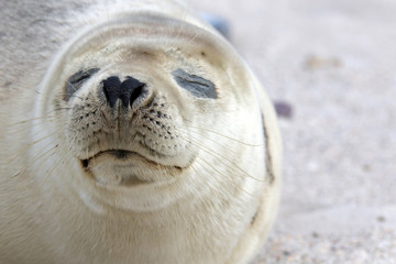 Portrait einer Robbe mit geschlossenen Augen