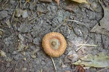 Closeup photograph of a flat, young acorn of a northern red oak on the ground in a forest. 