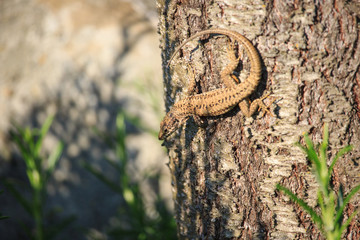 Little Lizard on a Tree