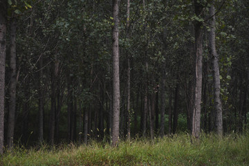 Silent aspen forest
