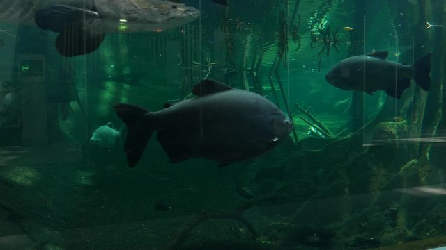Big tambaqui fish swim in oceanarium