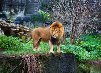 Single lion stands. King of the pride on the edge of the cliff. Selective focus. © Veresovich