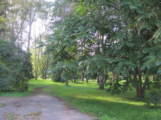 Summer Landscape: City Park