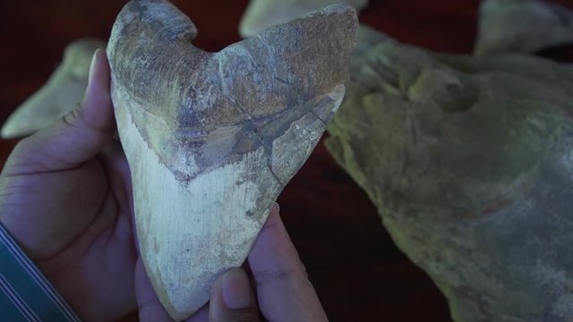 001 Fosil Diente Megalodon