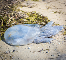 dead white jellyfish lies on the Black Sea shore