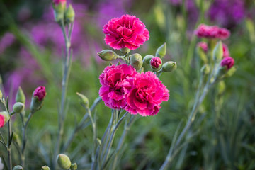 Dianthus caryophyllus Flowers