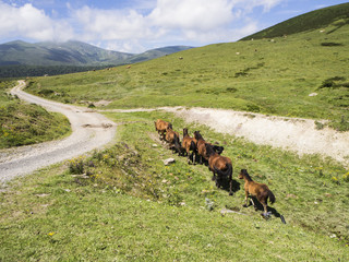 Paisaje de campo con caballos marrones, corriendo hacia el camino, en Cantabria, verano de 2018