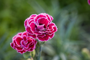 Dianthus caryophyllus Flowers