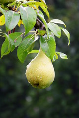 Gelbe reife Birne am Baum nach einem Regenschauer, Erntezeit in Südtirol